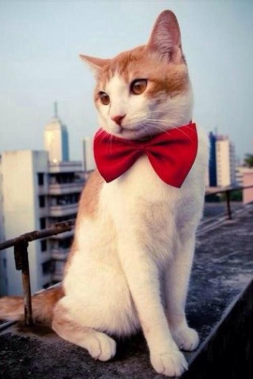 ȫȷ79232555 ֱ¹ڲȾ